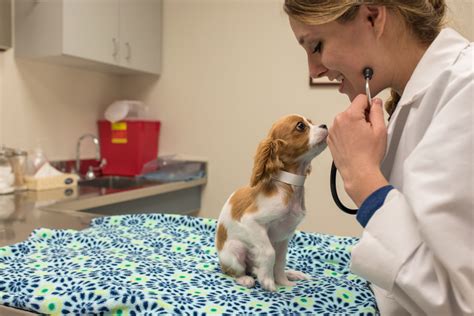 Doctor of Veterinary Medicine .